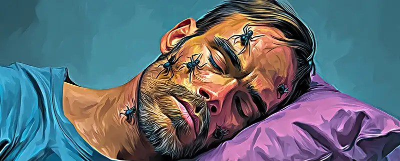 spider dreams
